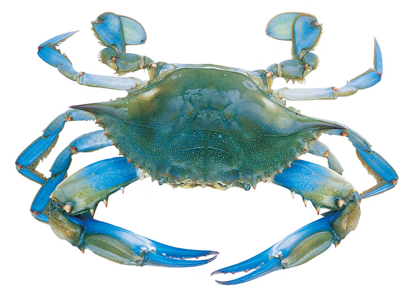 BLUE-CRAB